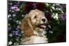 Cockerpoo 25-Bob Langrish-Mounted Premium Photographic Print