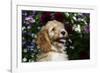 Cockerpoo 25-Bob Langrish-Framed Photographic Print