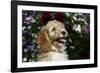 Cockerpoo 25-Bob Langrish-Framed Photographic Print