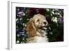 Cockerpoo 25-Bob Langrish-Framed Photographic Print