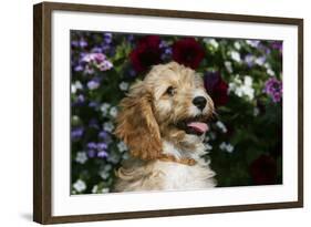 Cockerpoo 25-Bob Langrish-Framed Photographic Print