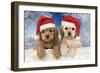 Cockerpoo Puppies (7 Weeks Old) Looking Over-null-Framed Photographic Print