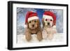 Cockerpoo Puppies (7 Weeks Old) Looking Over-null-Framed Photographic Print