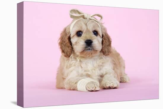 Cockerpoo Puppy (7 Weeks Old) with Bandaged-null-Stretched Canvas