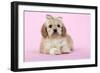 Cockerpoo Puppy (7 Weeks Old) with Bandaged-null-Framed Photographic Print