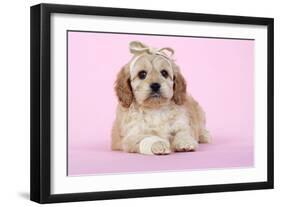 Cockerpoo Puppy (7 Weeks Old) with Bandaged-null-Framed Photographic Print