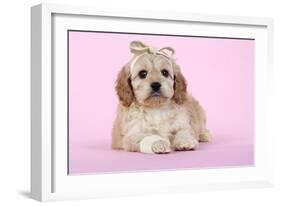 Cockerpoo Puppy (7 Weeks Old) with Bandaged-null-Framed Photographic Print