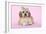 Cockerpoo Puppy (7 Weeks Old) with Bandaged-null-Framed Photographic Print