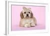 Cockerpoo Puppy (7 Weeks Old) with Bandaged-null-Framed Photographic Print