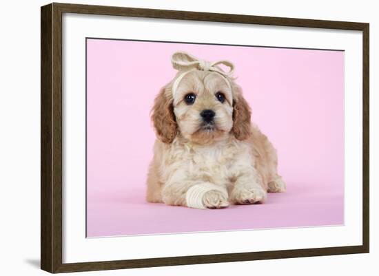 Cockerpoo Puppy (7 Weeks Old) with Bandaged-null-Framed Photographic Print