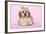 Cockerpoo Puppy (7 Weeks Old) with Bandaged-null-Framed Photographic Print