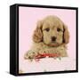 Cockerpoo Puppy (7 Weeks Old) with Pink Background-null-Framed Stretched Canvas