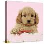 Cockerpoo Puppy (7 Weeks Old) with Pink Background-null-Stretched Canvas
