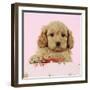 Cockerpoo Puppy (7 Weeks Old) with Pink Background-null-Framed Photographic Print