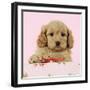 Cockerpoo Puppy (7 Weeks Old) with Pink Background-null-Framed Photographic Print