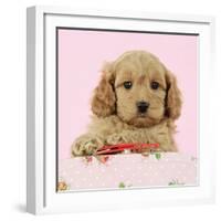 Cockerpoo Puppy (7 Weeks Old) with Pink Background-null-Framed Photographic Print