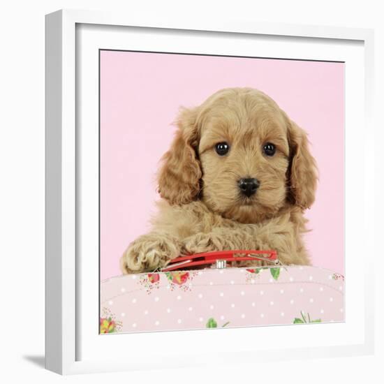 Cockerpoo Puppy (7 Weeks Old) with Pink Background-null-Framed Photographic Print