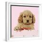 Cockerpoo Puppy (7 Weeks Old) with Pink Background-null-Framed Photographic Print