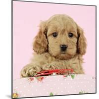 Cockerpoo Puppy (7 Weeks Old) with Pink Background-null-Mounted Photographic Print