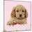 Cockerpoo Puppy (7 Weeks Old) with Pink Background-null-Mounted Photographic Print