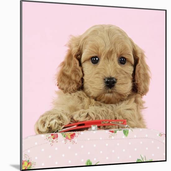 Cockerpoo Puppy (7 Weeks Old) with Pink Background-null-Mounted Photographic Print