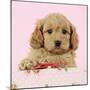 Cockerpoo Puppy (7 Weeks Old) with Pink Background-null-Mounted Photographic Print