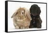 Cockerpoo Puppy and Lionhead-Lop Rabbit-Mark Taylor-Framed Stretched Canvas