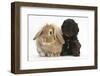 Cockerpoo Puppy and Lionhead-Lop Rabbit-Mark Taylor-Framed Photographic Print