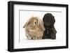 Cockerpoo Puppy and Lionhead-Lop Rabbit-Mark Taylor-Framed Photographic Print