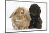 Cockerpoo Puppy and Lionhead-Lop Rabbit-Mark Taylor-Mounted Photographic Print