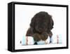 Cockerpoo Puppy with Paws over a Christmas Cracker-Mark Taylor-Framed Stretched Canvas