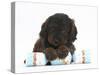 Cockerpoo Puppy with Paws over a Christmas Cracker-Mark Taylor-Stretched Canvas