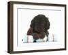 Cockerpoo Puppy with Paws over a Christmas Cracker-Mark Taylor-Framed Photographic Print