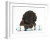 Cockerpoo Puppy with Paws over a Christmas Cracker-Mark Taylor-Framed Photographic Print