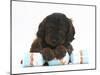 Cockerpoo Puppy with Paws over a Christmas Cracker-Mark Taylor-Mounted Photographic Print