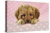 Cockerpoo Puppy-null-Stretched Canvas