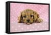 Cockerpoo Puppy-null-Framed Stretched Canvas