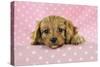 Cockerpoo Puppy-null-Stretched Canvas