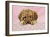 Cockerpoo Puppy-null-Framed Photographic Print