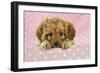 Cockerpoo Puppy-null-Framed Photographic Print