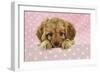 Cockerpoo Puppy-null-Framed Photographic Print