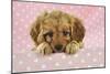 Cockerpoo Puppy-null-Mounted Photographic Print