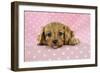 Cockerpoo Puppy-null-Framed Photographic Print