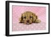 Cockerpoo Puppy-null-Framed Photographic Print