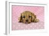 Cockerpoo Puppy-null-Framed Photographic Print