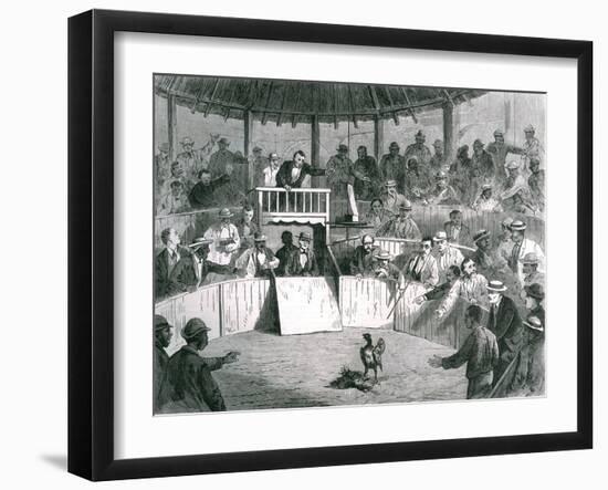 Cockfighting at San Domingo, West Indies-null-Framed Art Print