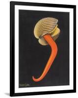 Cockle-Philip Henry Gosse-Framed Giclee Print