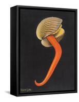 Cockle-Philip Henry Gosse-Framed Stretched Canvas