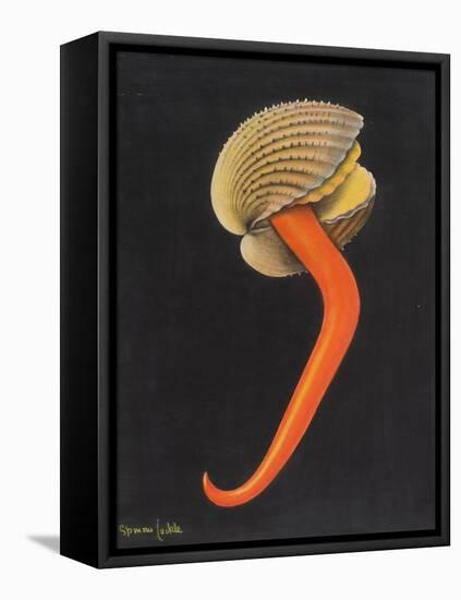 Cockle-Philip Henry Gosse-Framed Stretched Canvas