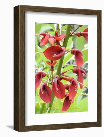 Cockspur Coral Tree (Erythrina crista-galli) close-up of flowers, in garden, Norfolk, England-Gary Smith-Framed Photographic Print